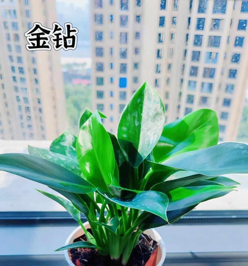 金钻盆栽的花语代表了什么？