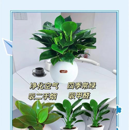 金钻盆栽的花语代表了什么？