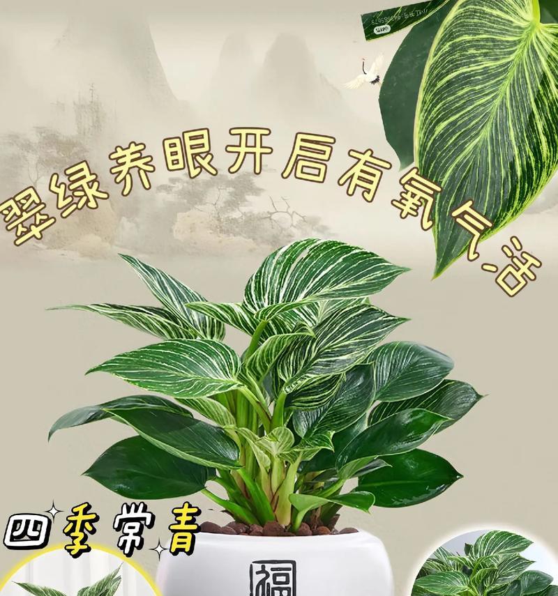 金钻盆栽的花语代表了什么？