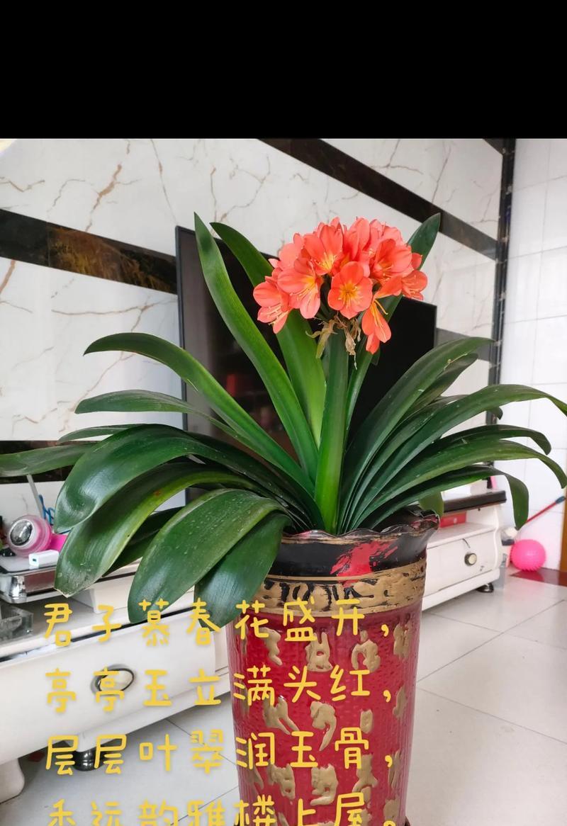 君子兰不同品种的花语有何不同？