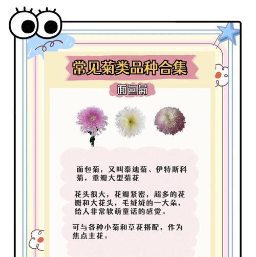 菊花的花语如何表达爱意？