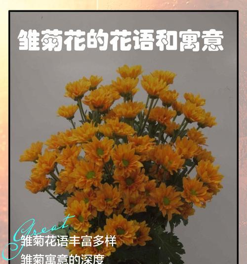 菊花的花语如何表达爱意？