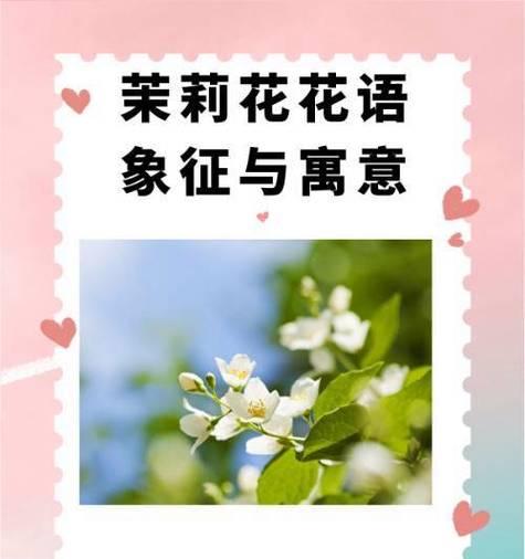 茉莉花有哪些不同的花语？