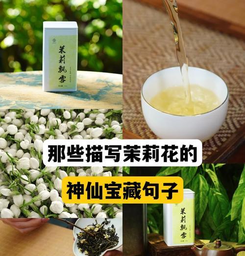 茉莉花有哪些不同的花语？