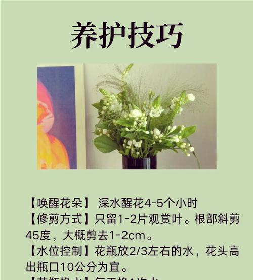 茉莉花有哪些不同的花语？
