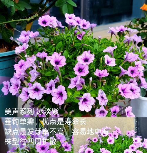 矮牵牛星空的花语是什么？