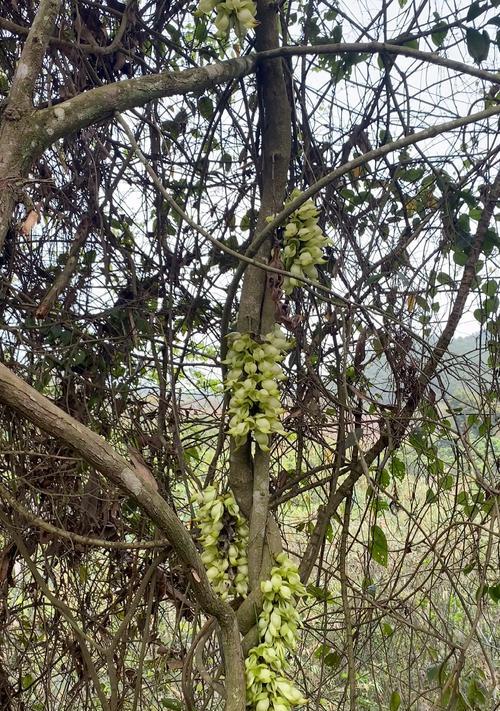 麻雀花的花语和花意是什么？