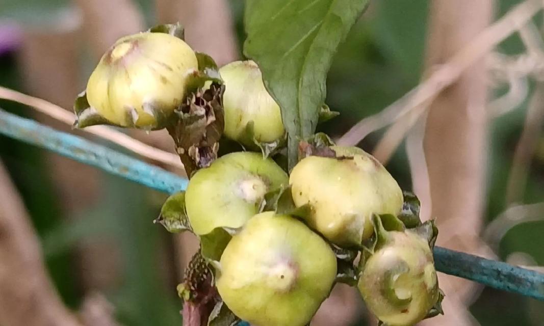 麻雀花的花语和花意是什么？