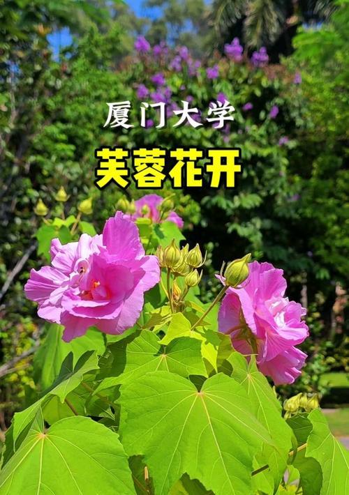 木芙蓉花语寓意是什么？如何理解木芙蓉的花语？