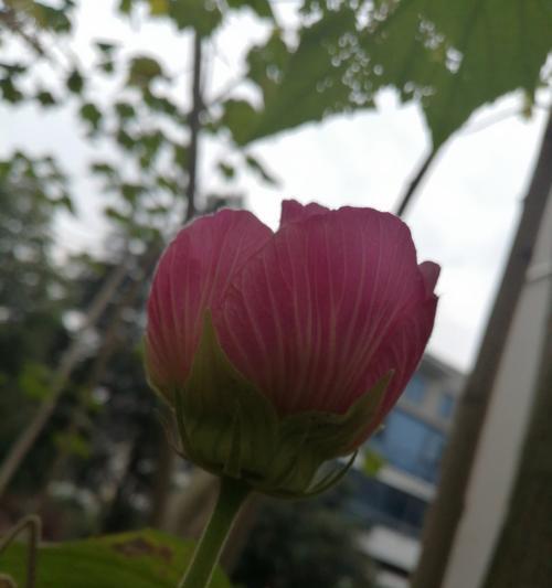 木芙蓉花语寓意是什么？如何理解木芙蓉的花语？