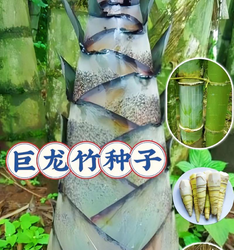 家养龙竹的花语是什么？如何解读龙竹的花语？