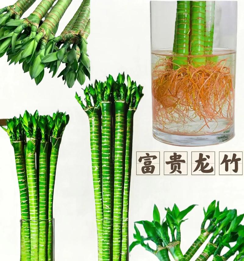 家养龙竹的花语是什么？如何解读龙竹的花语？