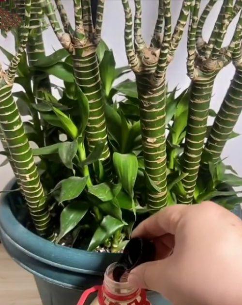 家养龙竹的花语是什么？如何解读龙竹的花语？