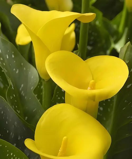 粉红马蹄莲花语是什么？粉红马蹄莲代表了什么？