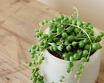 情人泪吊兰花语是什么？情人泪吊兰的寓意是什么？
