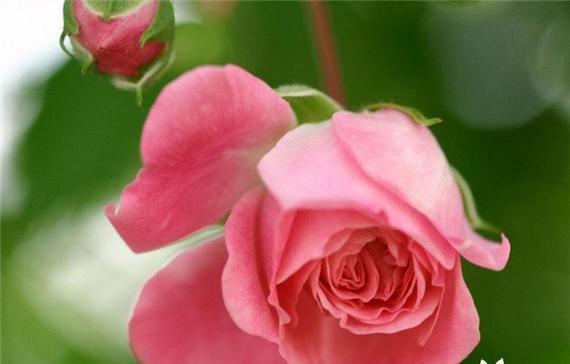 玫瑰红粉色花语是什么？玫瑰红粉色代表了什么？
