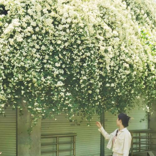 白木香花的花语是什么？白木香花有哪些特别的含义？