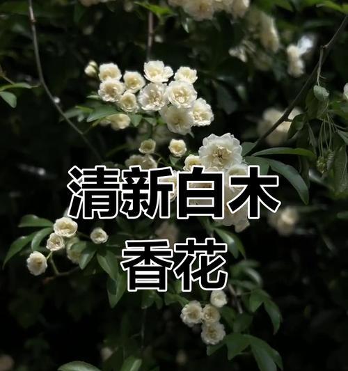 白木香花的花语是什么？白木香花有哪些特别的含义？