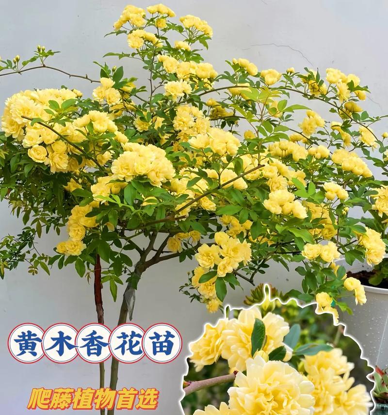 白木香花的花语是什么？白木香花有哪些特别的含义？