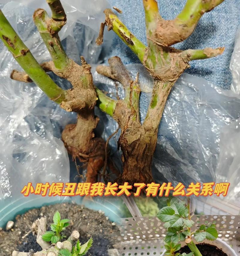 花语是丑陋的花是什么？丑陋的花有哪些特别的含义？