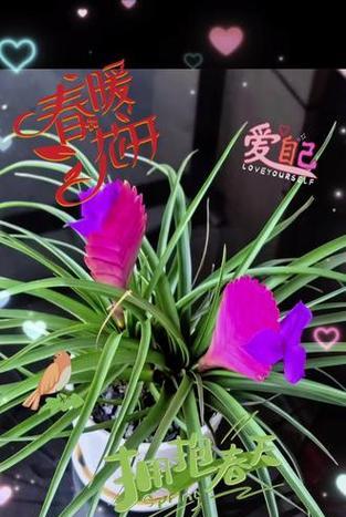 花语为自强的花是什么？自强的花有哪些特别的含义？
