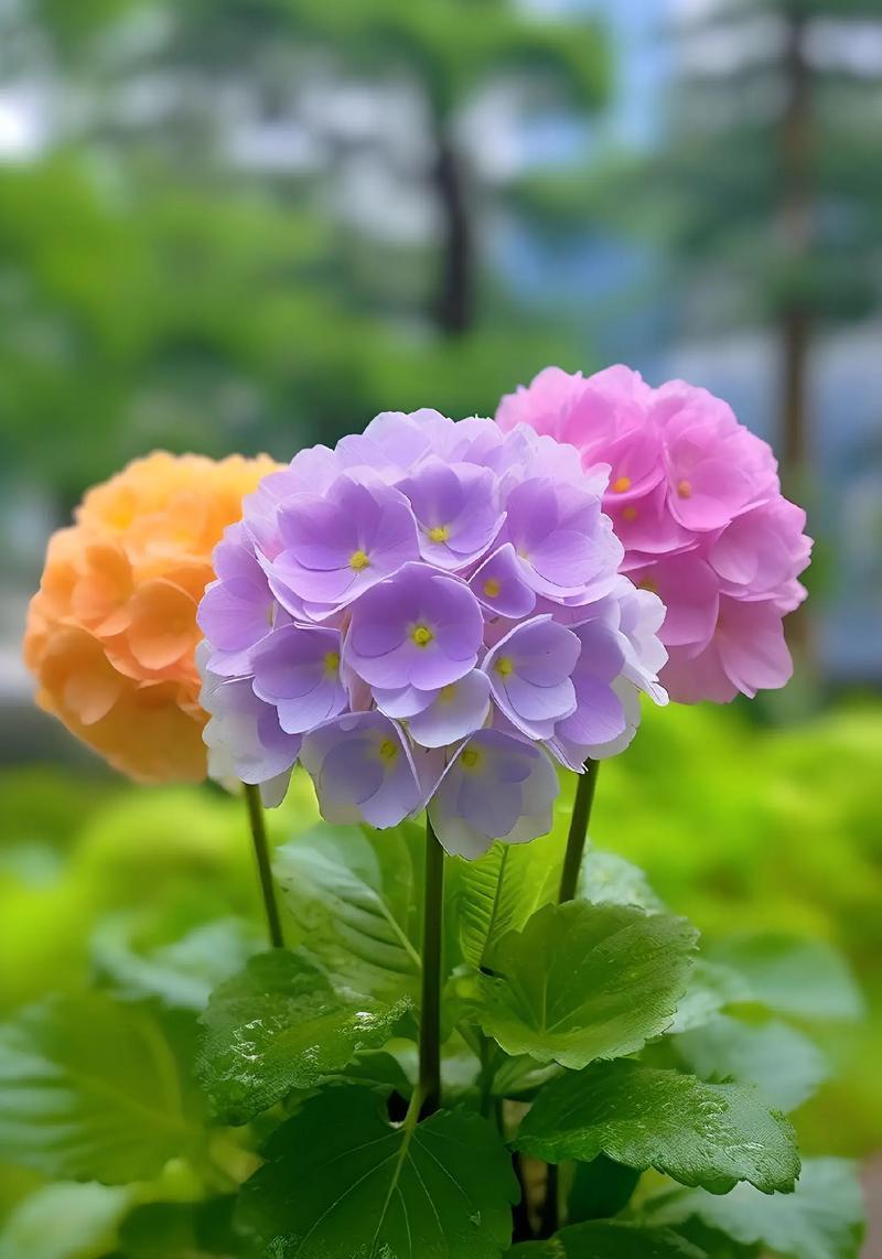 绣球花所有花语是什么？绣球花的花语有哪些含义？