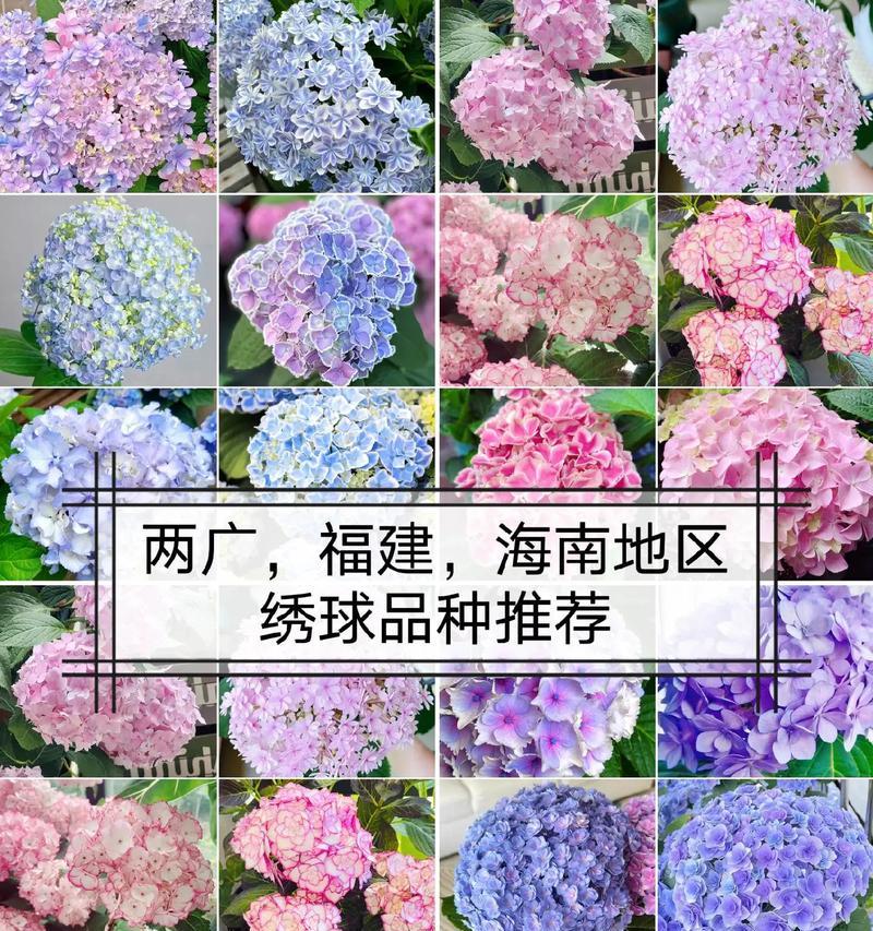 绣球花所有花语是什么？绣球花的花语有哪些含义？