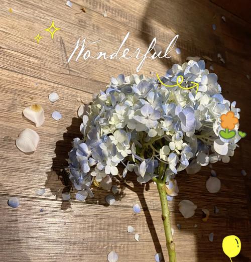 绣球花所有花语是什么？绣球花的花语有哪些含义？