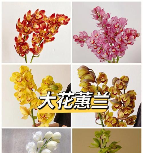 花语是腼腆的花是什么？腼腆的花有哪些特别的含义？