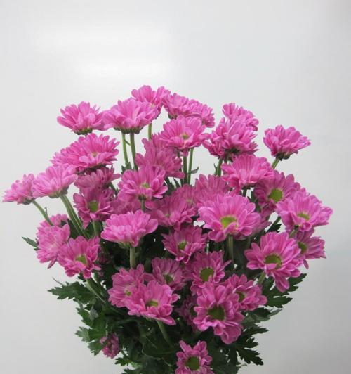 雏菊花语和象征是什么？雏菊的花语有哪些含义？