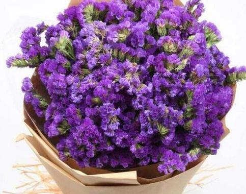 别忘记我的花语是什么意思？如何表达花语？