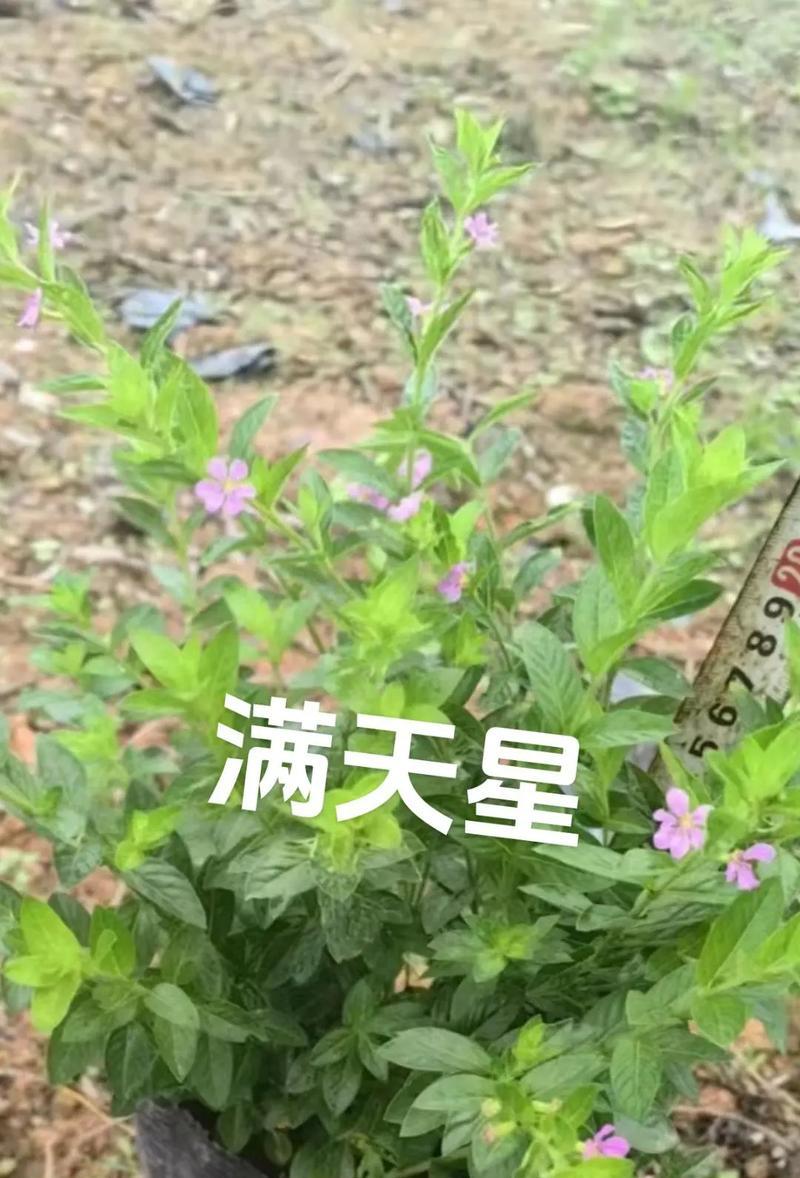 满天星花语名句有哪些？如何用满天星表达情感？