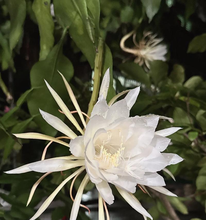 昙花花语和象征是什么？昙花的寓意有哪些？