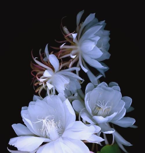 昙花花语和象征是什么？昙花的寓意有哪些？