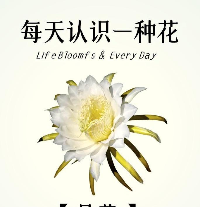 昙花花语和象征是什么？昙花的寓意有哪些？