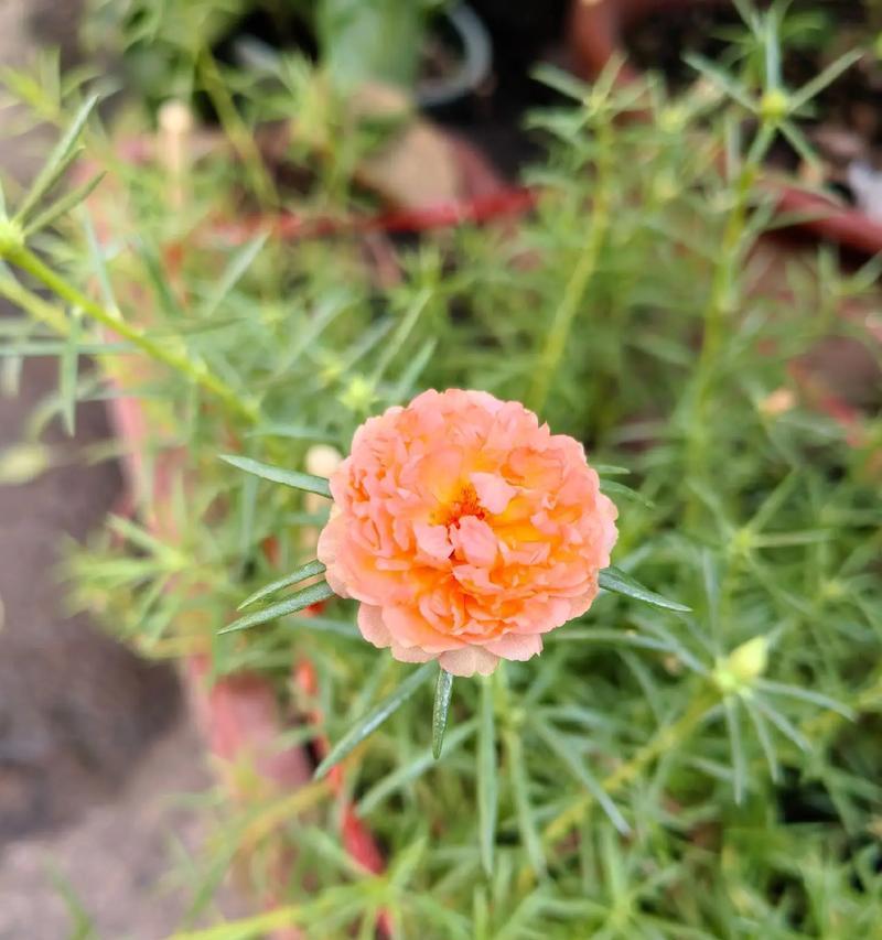 节约的花有哪些？花语中节约代表什么？