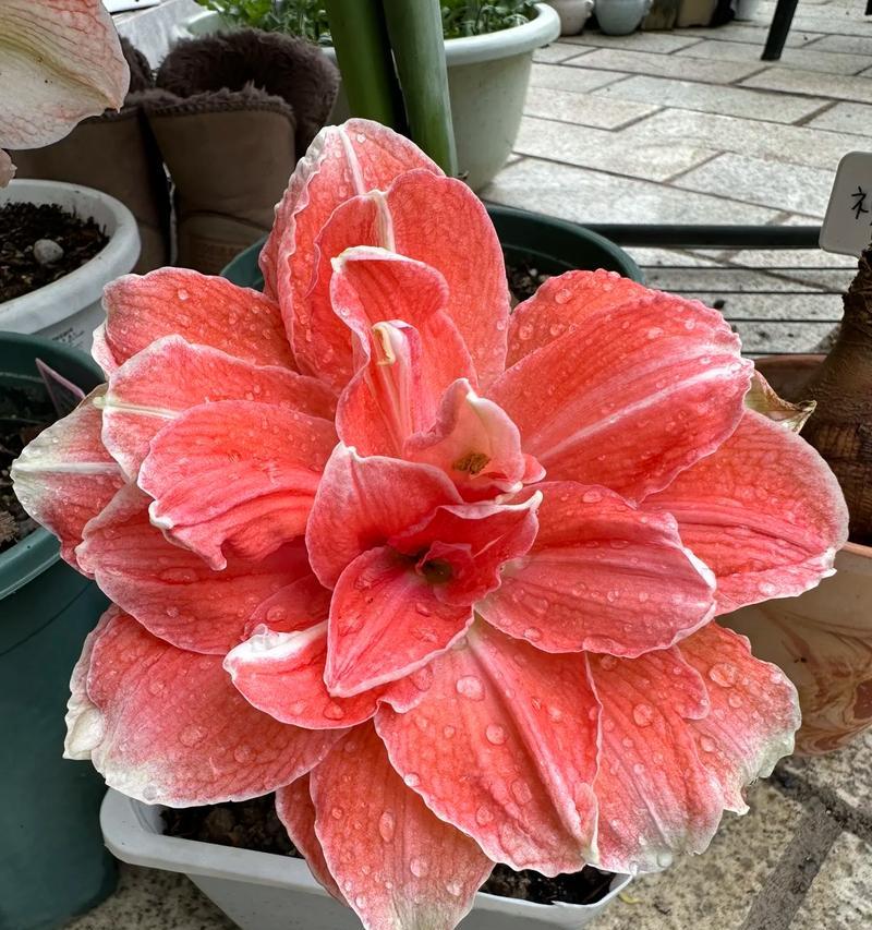 绯红珊瑚花花语代表什么？绯红珊瑚花的象征意义是什么？