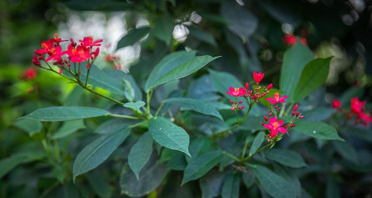 绯红珊瑚花花语代表什么？绯红珊瑚花的象征意义是什么？