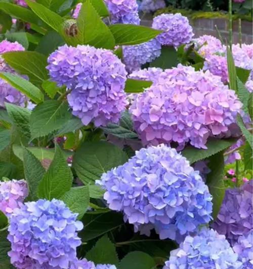 锥形绣球花花语是什么？绣球花的寓意有哪些？