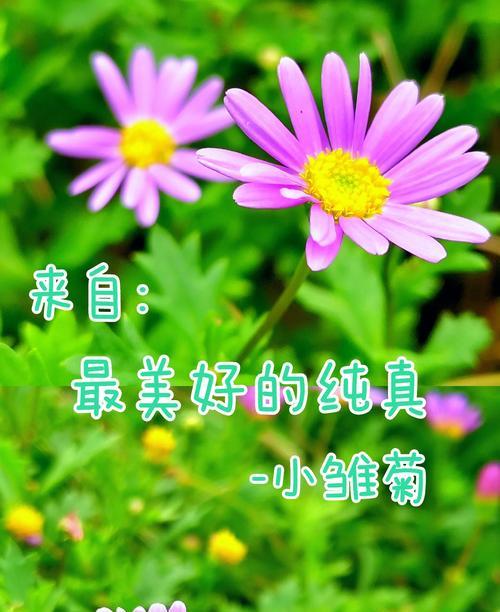 小绒球雏菊花语是什么？雏菊的寓意有哪些？
