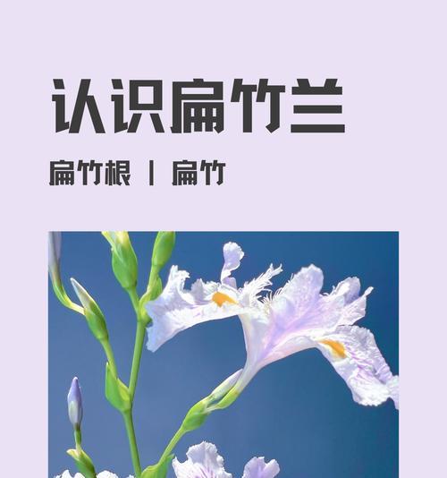 竹的简介和花语是什么？竹子的寓意有哪些？