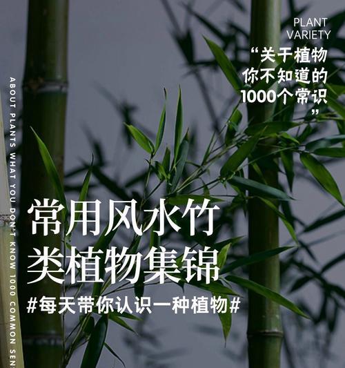 竹的简介和花语是什么？竹子的寓意有哪些？