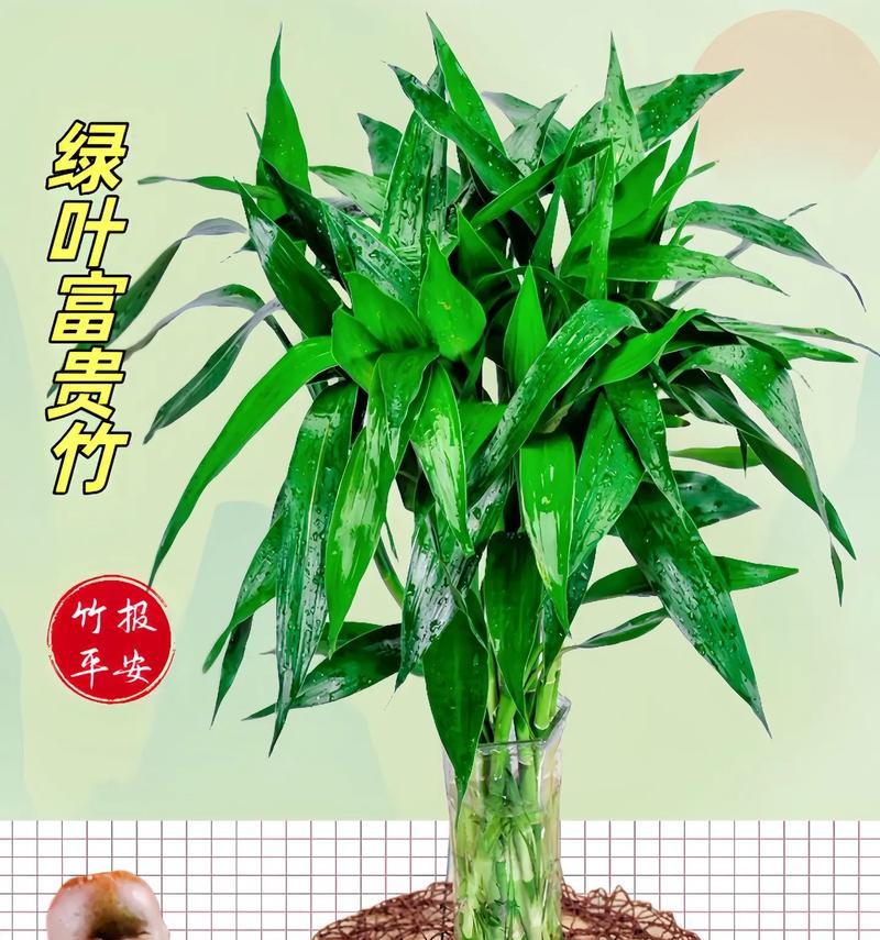 竹的简介和花语是什么？竹子的寓意有哪些？
