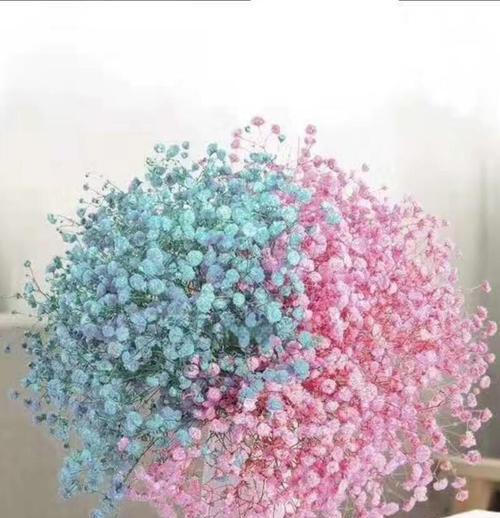 满天星花语点评是什么？如何表达情感？