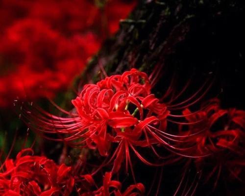 胸口彼岸花的花语代表什么？有何特别含义？