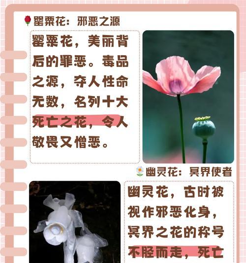 胸口彼岸花的花语代表什么？有何特别含义？