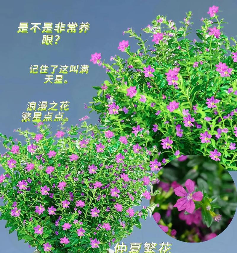 满天星花语如何表达情感？有哪些情感含义？