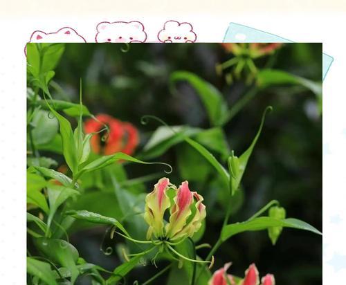 火焰与花结合的花语是什么？有何象征意义？
