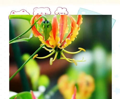 火焰与花结合的花语是什么？有何象征意义？