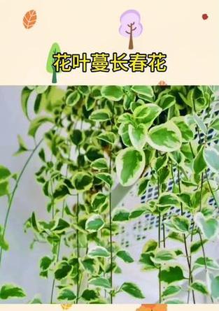 花叶常春藤的花语是什么？代表什么？
